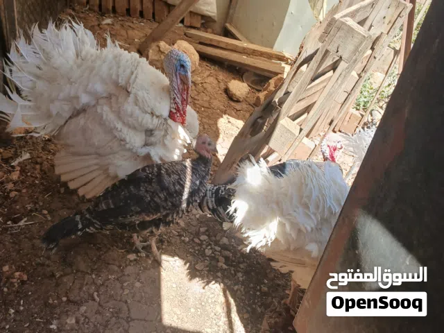 متاح ديكين حبش  بسم الله ماشاء الله  صحه ونظافه تب