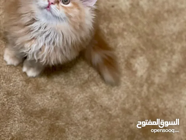 ذكور 3 وانثى رادغول مكس بيرشن