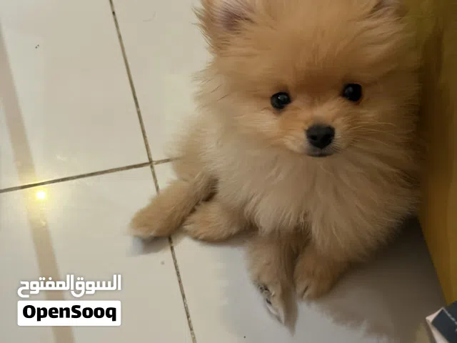 Pure Pomeranian boy and girl