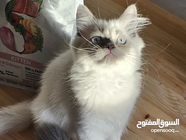 قط ذكر كتن للبيع