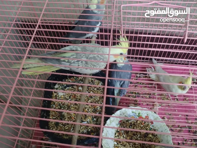 طيور كوكتيل للبيع تصدر اصوات جميله
