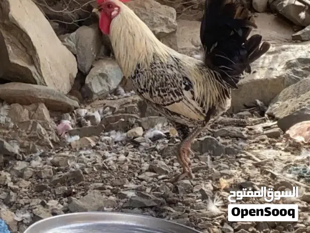 ديوك للبيع