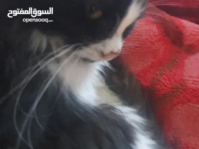 قطة اليفه عمر3 اشهور للبيع