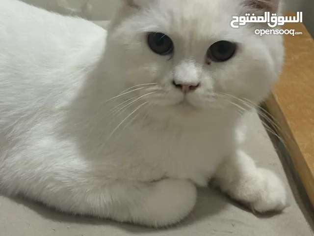 mix persian angora