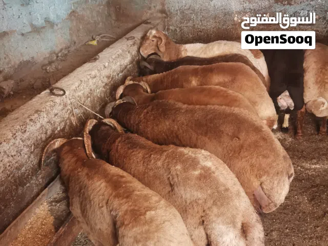 اغنام رحماني واوسيمي وهلبي للبيع