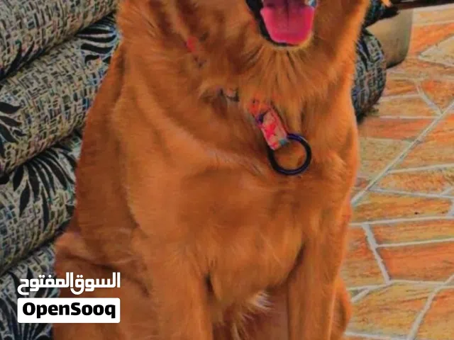 جولدن ريتفير ذكر