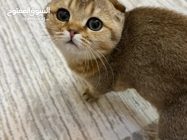 For sell cat coach, golden pure