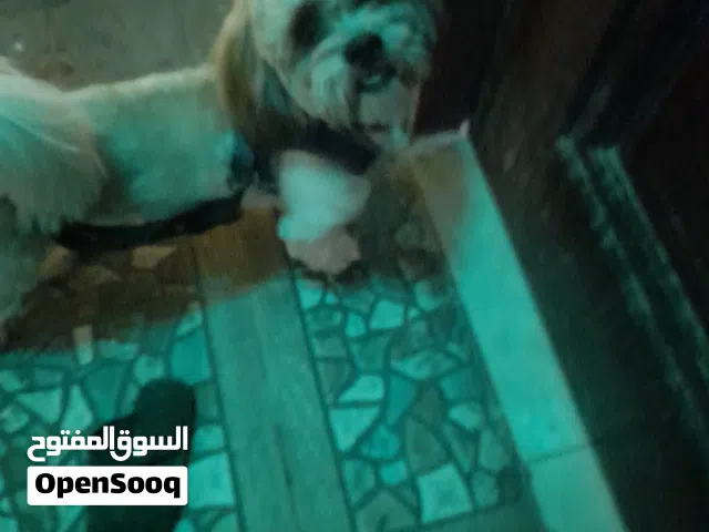 للبيع كلب لعوب مايعض و مدرب و جميل جدا بيعه مستعجله