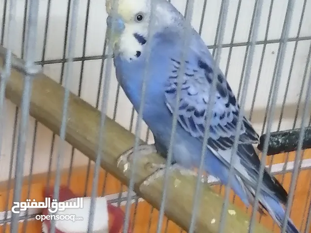 جوزين حب للبيع جوز حبه هوجو رومو وحبه نص انجليزي محجله وجوز الثاني حبه لاتينو لون اصفر وجفن ابيض وح