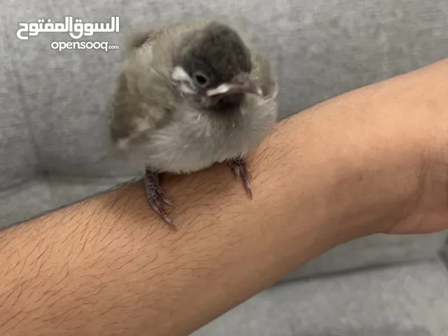 فروخ بلبل عراقي