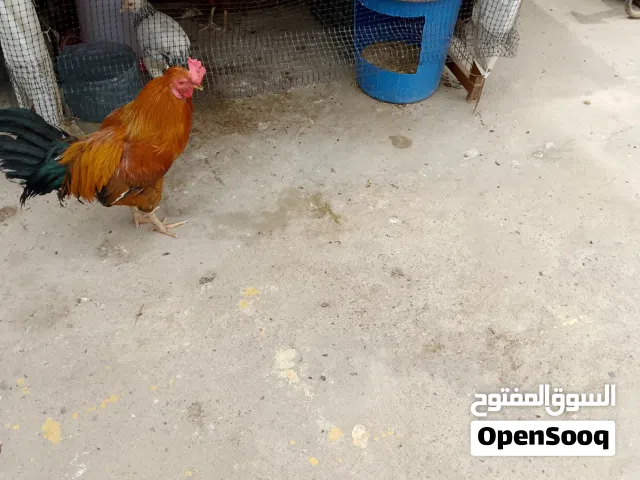 دجاج للبيع مع القفص