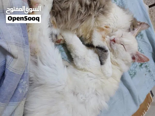 قططتان للتبني