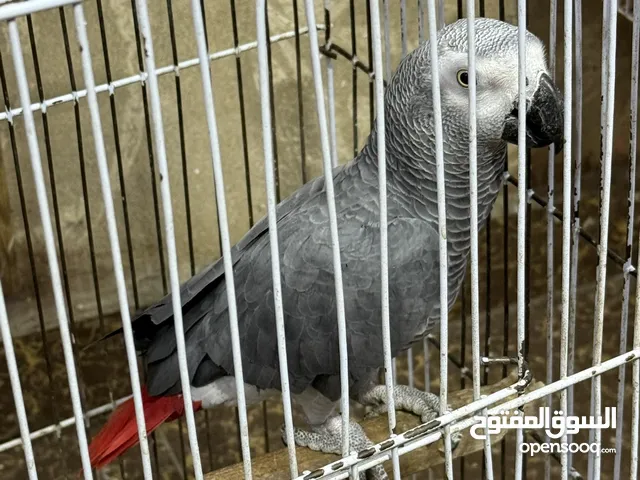بيغاء زنجبارى جامبو سلفر