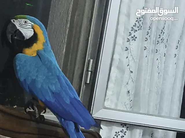 ببغاء مكاو Blue and Gold متكلم مواجهه اليف عجينه ثوب كامل وبجنن وافلح من ذكر الله وشوف الوصف
