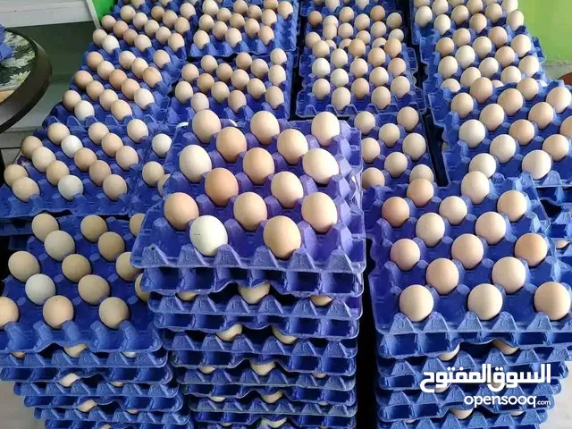 بيض بلدي مخصب