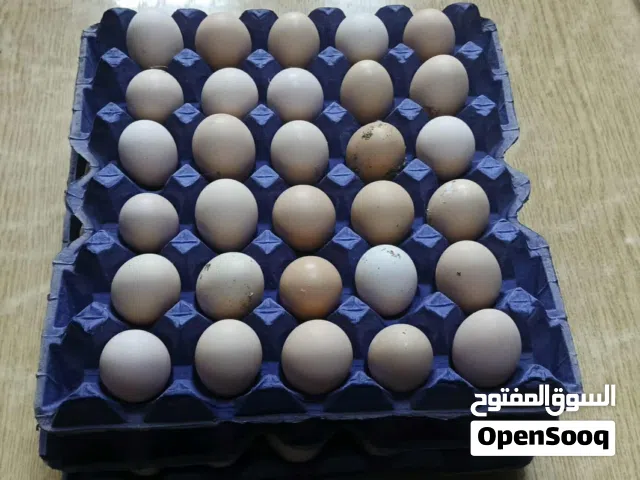 بيض لوهمان براون مخصب