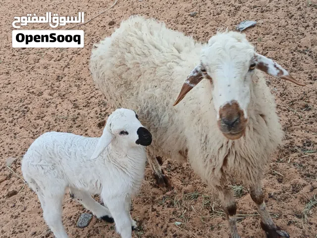 نعجه الله يبارك والده