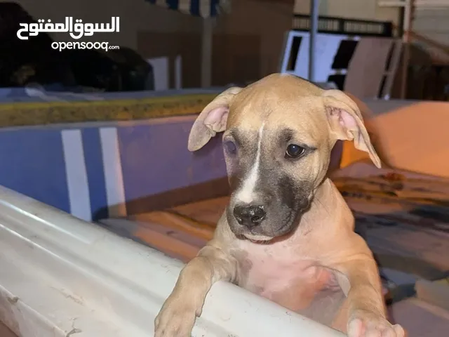 كلب بيتبول للبيع