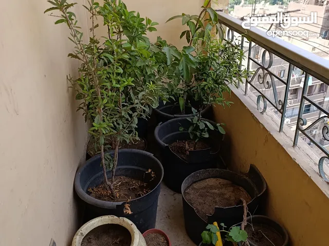 للبيع 6 أشجار مثمرة مزروعة وجاهزة للنقل والعناية