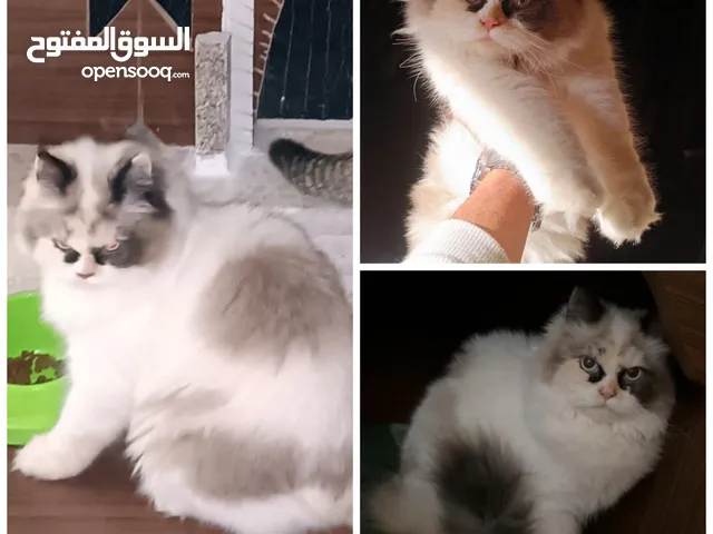 بسم الله ما شاء الله انثى راغدول مميزه ونضيفه حامل