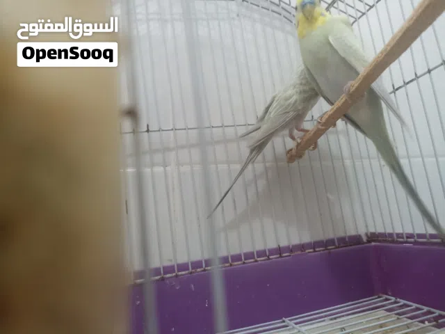 زويجه ديال البيروش بقفصيها النوع الريمبو