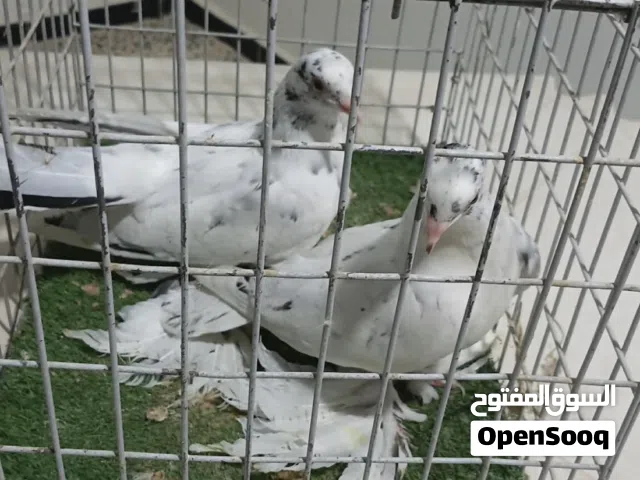 كوبية إنتاج هزاز للبيع الله يبارك عليها