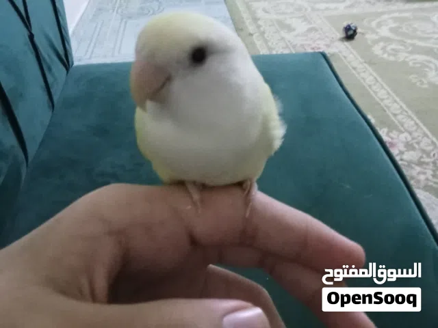 بيعة مستعجلة (ببغاء روز ب لون مميز)