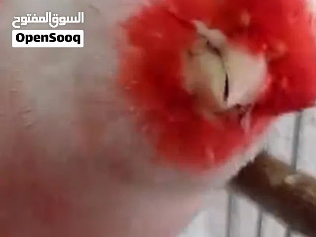 السلام عليكم مطلوب كناري موزابيك ذكر