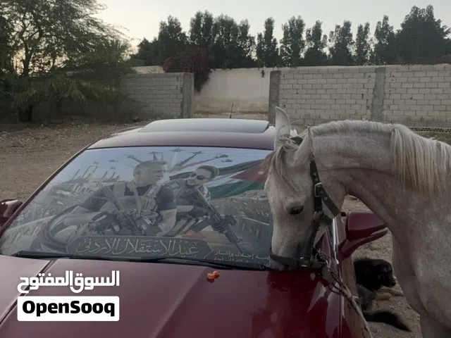 2017 فورد فيوجن SEL