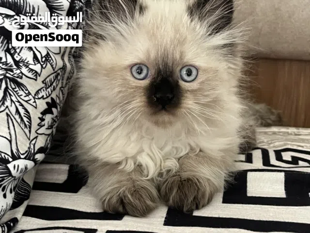 ذكر هملايا شهرين للطلب التواصل على الواتس