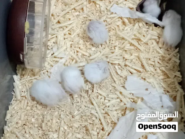 هامستر للبيع  لعشاق الكيوت، متوفر هامستر روسي أبيض عيون حمراء أليف وبصحة ممتازه