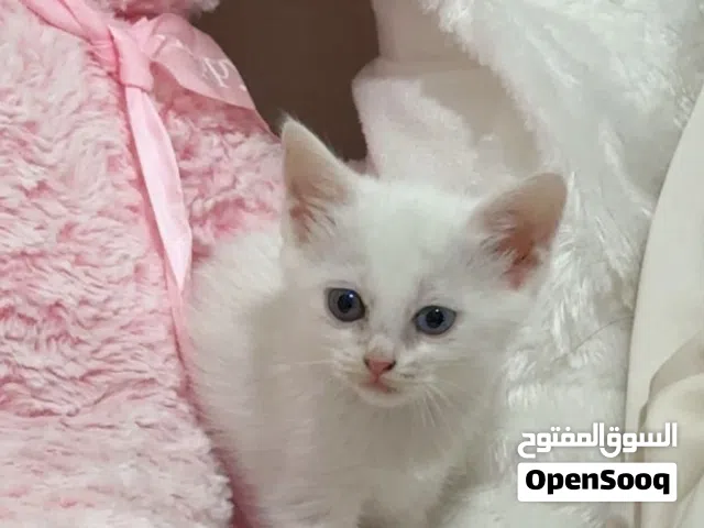قطط شيرازيه
