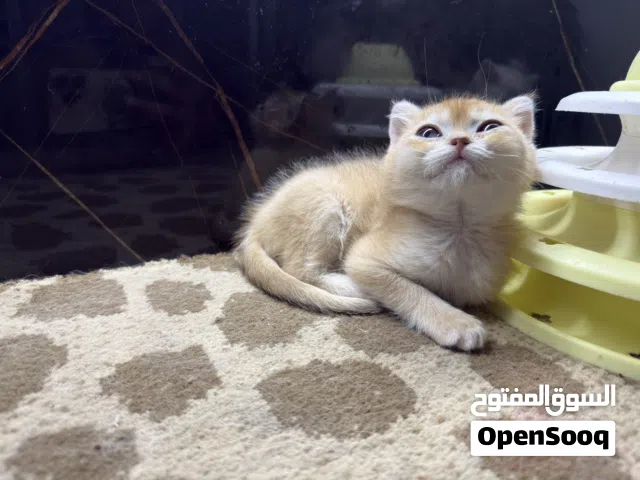 ذكر جولدنNy12