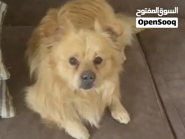 كلب بوميرانيان سبيتز