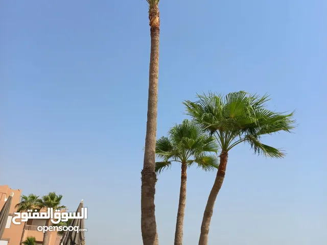 زراعة نخيل . صيانة نخيل . تنسيق حدائق . تكريب نخيل . عامل زراعي . عامل نخيل