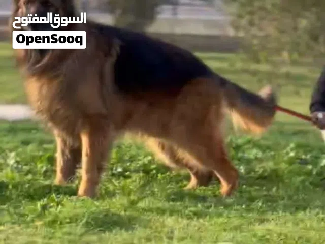 كلب كستم درجة اولي للبيع ولا تكسيب