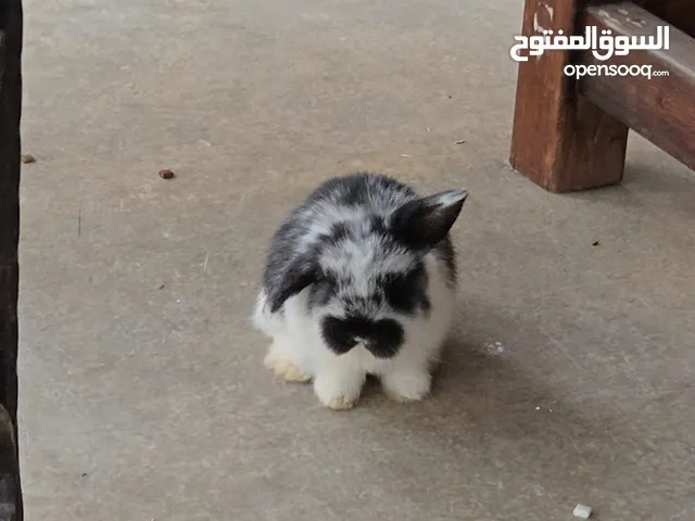 ارنب هولاندلوب صغير broken black hollandllop fluffy chubby bunny