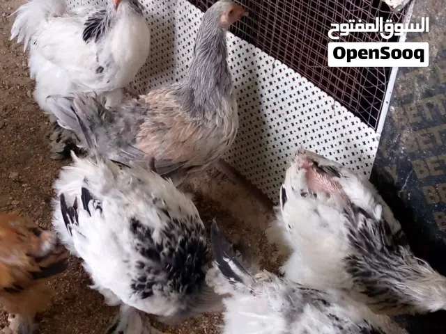 دجاج للبيع