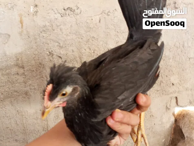 ثلاث فروجات العمر اربعه اشهر