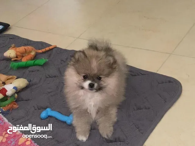 كلبة Pomeranian 3 شهور كافة المطاعيم مستوى عالي