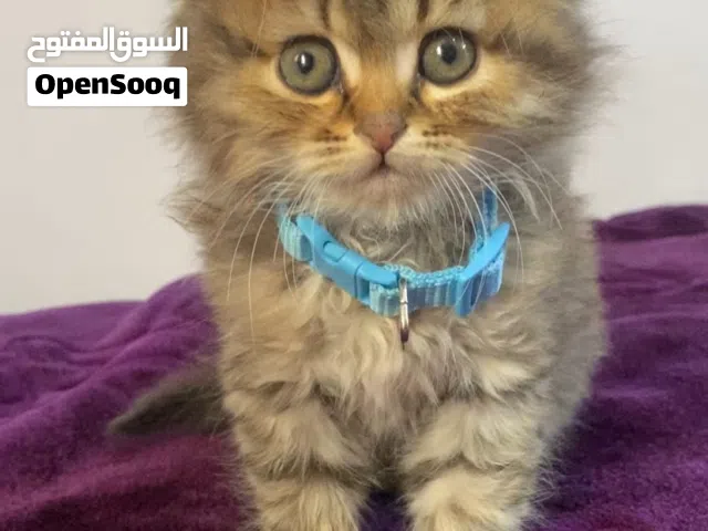 قط كتن شيرازي لون باتي العمر شهرين مع اغراضه لتر بوكس وصندوق نقل