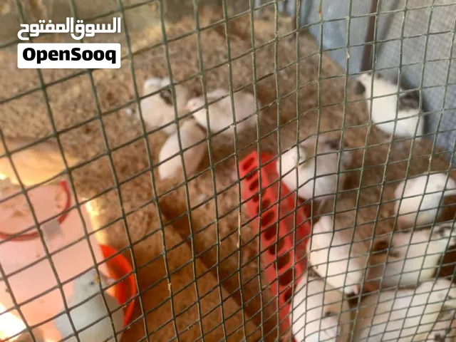 طيور سمان جامبو للبيع