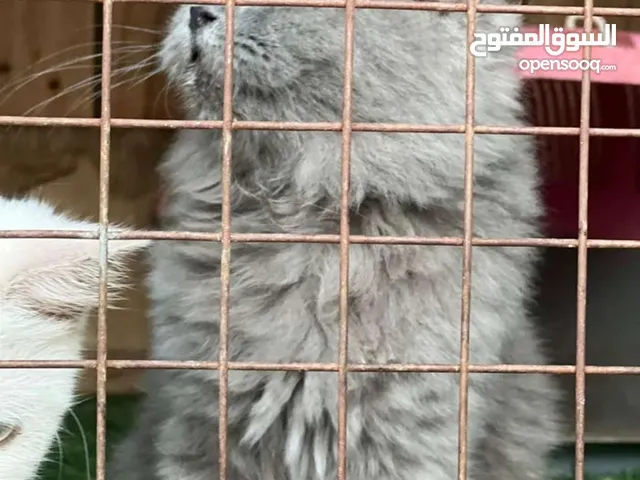 سكوتش فولد × هملايا قط سيلڤر ذكر للبيع – أليف جدًا ونظيف – عمره سنة