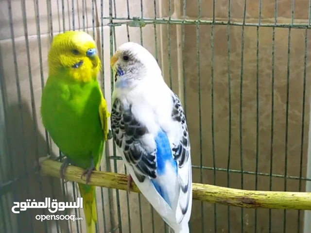 جوز طيور حب فقسو جديد مع قفص ثلاث معالف