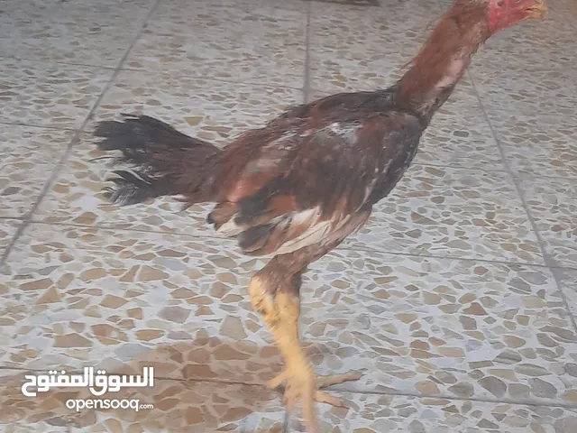 ديج عرب عمر اقل شهر للبيع سعر 12 الف او بي مجال