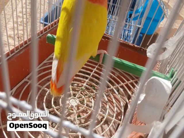انتي روز لفه حمراء تامه بسم الله مشاء الله