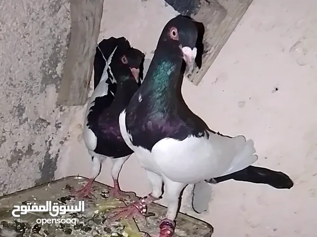 متاح جوزين يهوديات بيض فتوح اول خيرهم وجوز زواجل شغالات ومكفولات انشاء الله