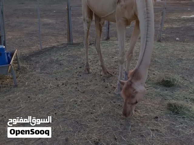 ناقه سمين مطعومه طعام الدار