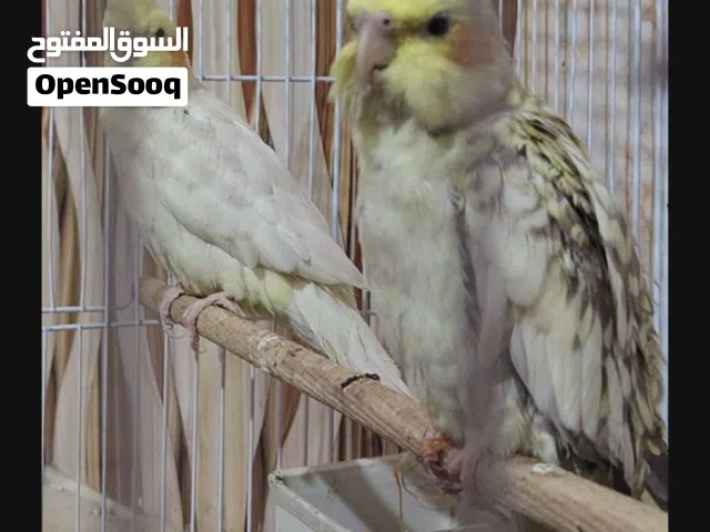 كوكتيل الزوج