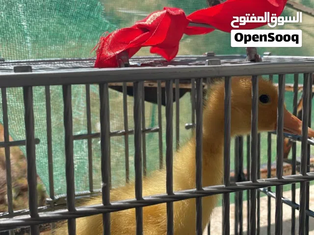 بط تركي اصفر